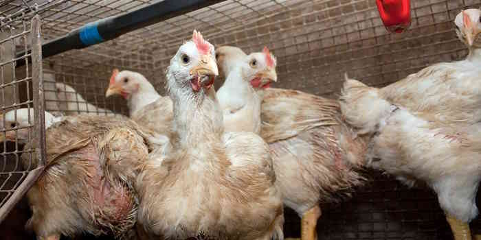 Gripe aviar: cumbre en el Gobierno para analizar nuevas medidas