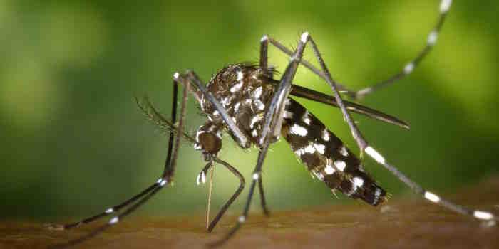 Argentina registró un récord de más de 120 mil casos de dengue