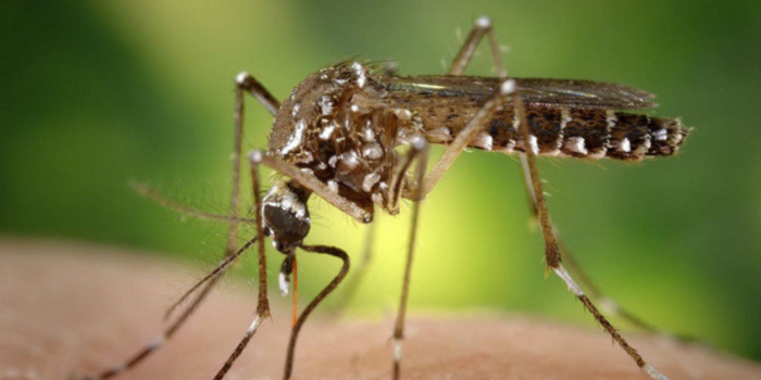 El Aedes aegypti desarrolló una adaptación para sobrevivir al frío en Buenos Aires