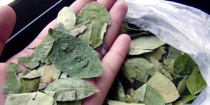 Desde el Senado buscarán legalizar la venta de hojas de coca
