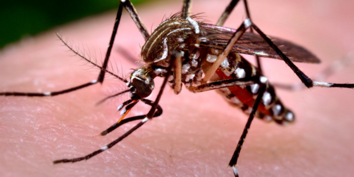 Hay más de cinco mil casos de dengue en Salta