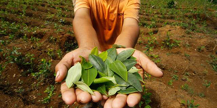 Unánime pedido para que se autorice la importación de hojas de coca