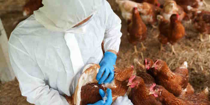 Gripe aviar: Senasa busca sacrificar 200 mil aves en una avícola de Corrientes