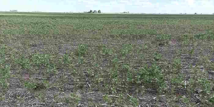 Se perdió casi el 50% de la soja: la sequía impacta de lleno en el principal generador de dólares a la economía