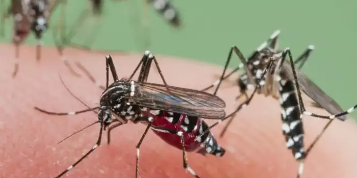Confirman 215 nuevos casos de dengue en Salta