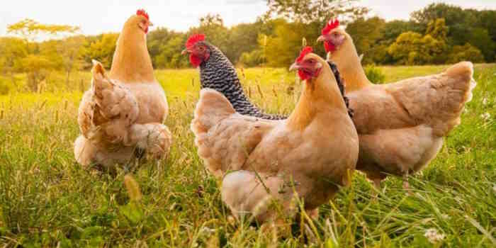 Autoridades rastrillan el Valle de Lerma para monitorear contagios por gripe aviar