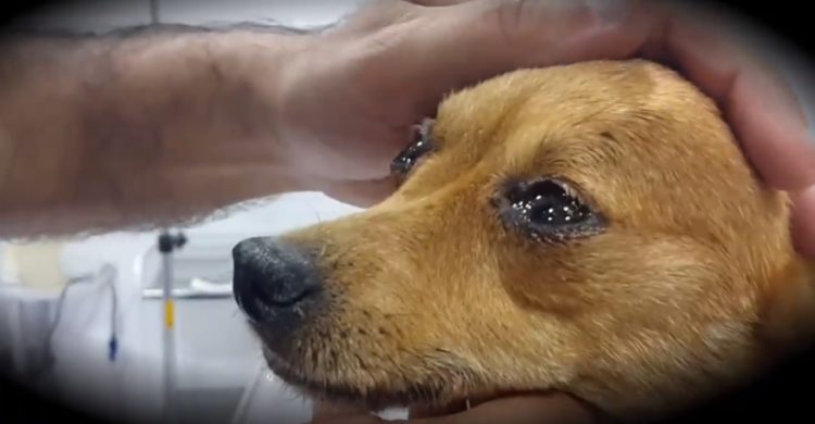 Veterinario revela a los dueños de perros qué sienten al morir y los hace llorar