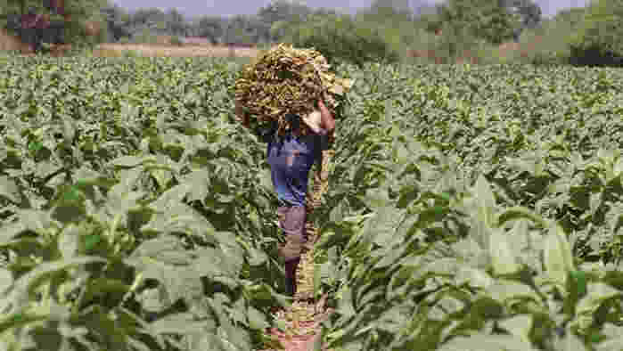 Intercosecha: El próximo lunes cobrará el sector tabaco