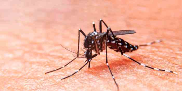 Autorizan inasistencias por dengue como en la época del COVID