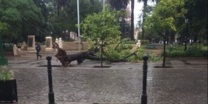 Por el temporal, cayó un árbol en plaza 9 de Julio y en otros puntos de la ciudad