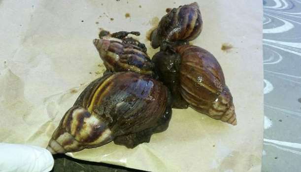 Alerta sanitario en el Pilcomayo por caracol africano